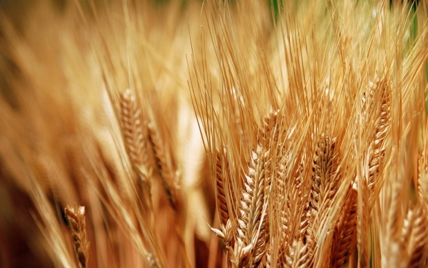 Погода внесла коррективы в прогноз урожая озимых зерновых культур в Болгарии