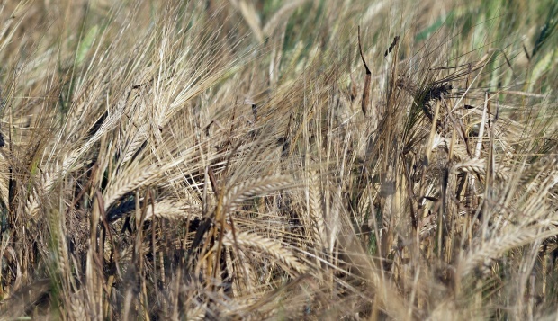 Болгария ищет рынок сбыта для 3 млн. тонн пшеницы