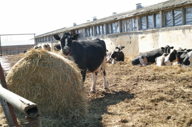 Болгарские животноводы грозят заблокировать АМ „Тракия“ из-за невыплаченных субсидий