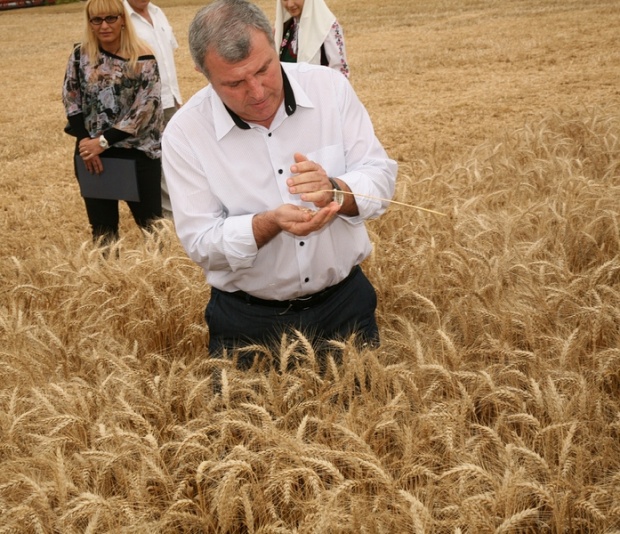 Румыния и Болгария соберут хороший урожай мукомольной пшеницы