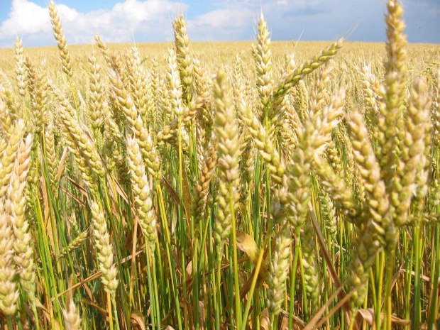 Цены на пшеницу в Болгарии снизились на 17%