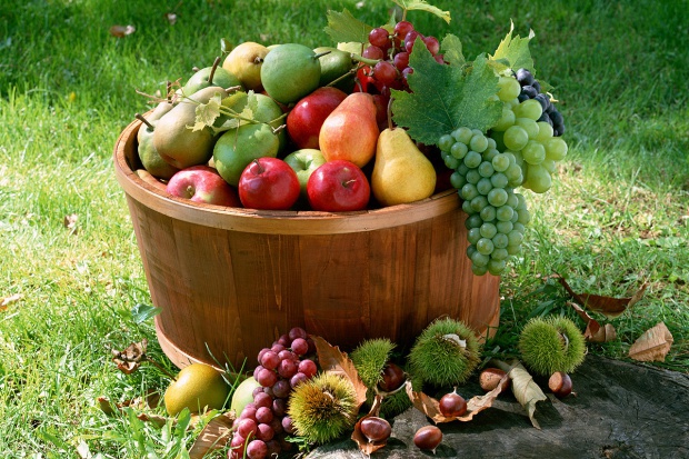 ЕК представила новый проект поддержки производителей фруктов и овощей