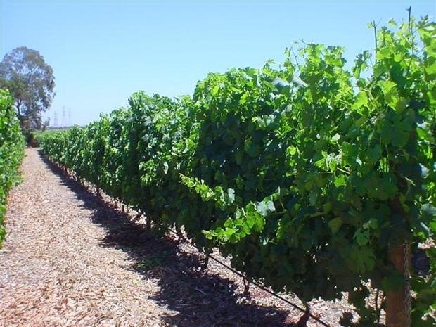 Инвестор из Сибири посадит виноградники в Болгарии