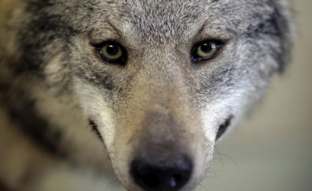 Из зоопарка в Болгарии сбежал волк