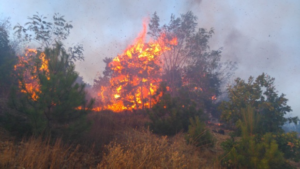 Огромный лесной пожар бушует возле болгарского Златограда