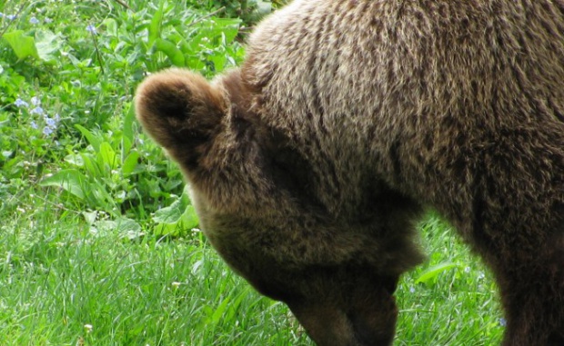 Бурый медведь сорвал военные учения НАТО у границ России