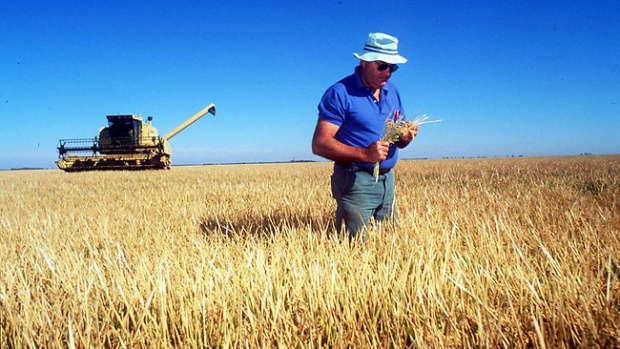 Производители зерна в Болгарии ожидают слабый урожай