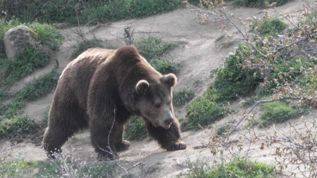 Медведи нападают на жителей деревни в болгарских Родопах