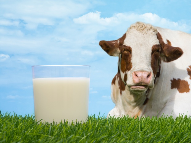 ЕС отказался от украинского молока из-за повышенного содержания антибиотиков