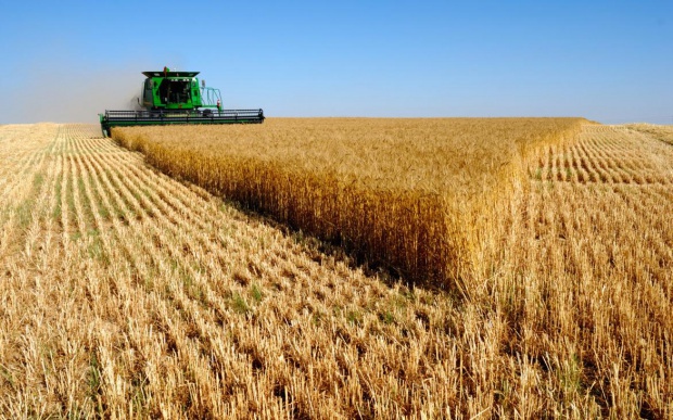Зернопроизводители в Болгарии: Украина и Россия - лидеры в производстве зерна за последние 1-2 года