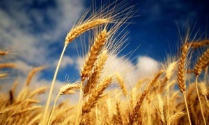В Болгарии началась уборка пшеницы и ячменя