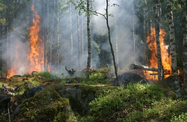 Пожар в Кресненском ущелье в Болгарии уничтожил более 7 000 акров лесных угодий