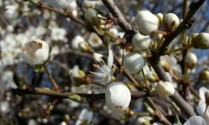 Из-за холода в Болгарии замерзли абрикосы