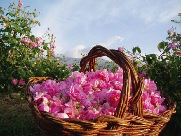 Производители масличной розы в Болгарии будут протестовать из-за низкой покупной цены