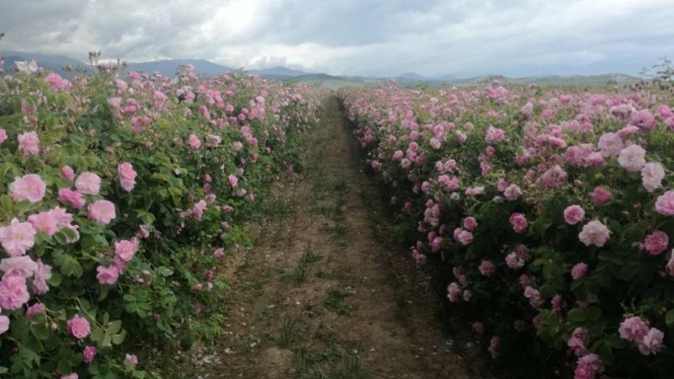 Производители масличной розы в Болгарии снова протестовали против низкой покупной цены