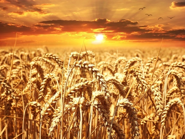 65 гектаров пшеницы сгорели при пожаре в селе Видинской области Болгарии