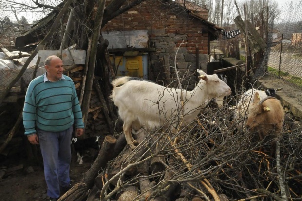 Животноводы выйдут на протест перед Советом министров Болгарии с требованием увеличить компенсации