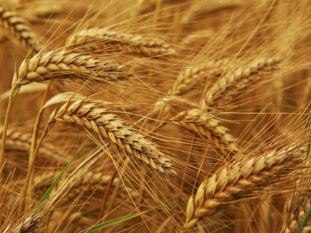 Ливни уничтожили почти 1 300 аров пшеницы и рапса в Монтанской области Болгарии