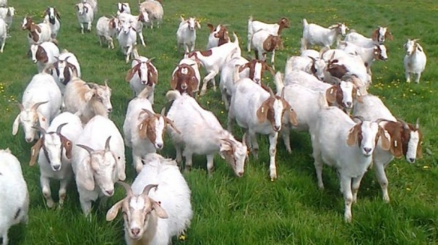 Россия ограничила ввоз овец и коз из Болгарии из-за чумы  мелких жвачных животных