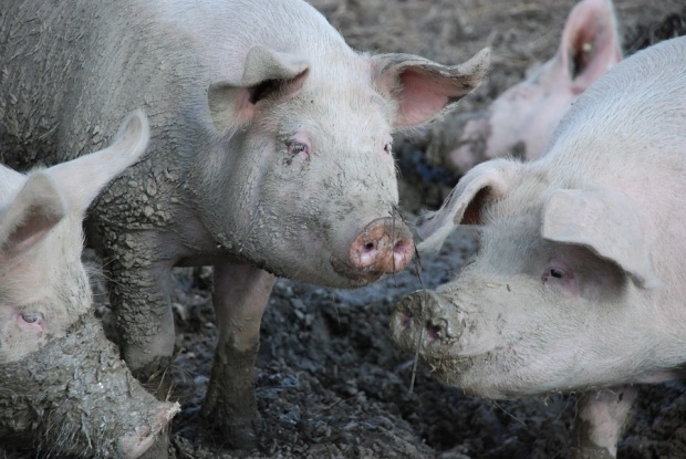 На границе Болгарии с Румынией  были изъяты около 300 кг мясных продуктов из-за чумы свиней