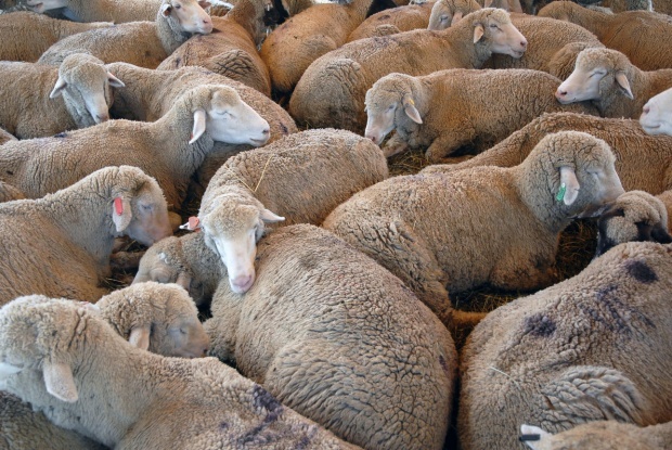 В Болгарии снова возникла напряженная ситуация из-за чумы скота