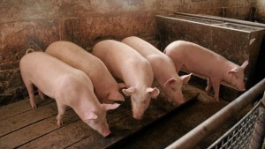 Ограничения на торговлю свининой в Варненской области Болгарии будут продолжать действовать до конца октября