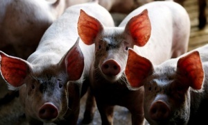 Болгария и Румыния находятся в контакте в связи с африканской чумой свиней