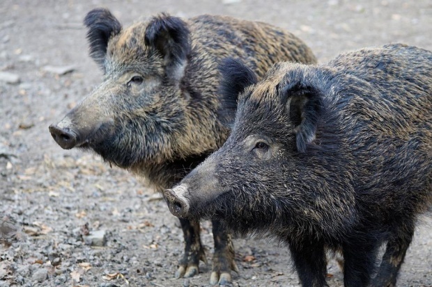 Дикие свиньи заражены вирусом африканской чумы в Добричской области Болгарии