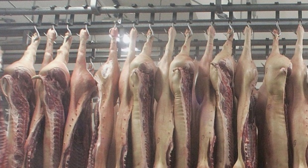 В Болгарии не обнаружили говядину, изготовленную из мяса больных коров в Польше