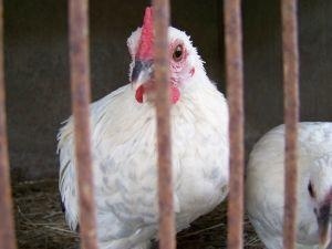Россия сняла ограничения на ввоз мяса птицы из Болгарии