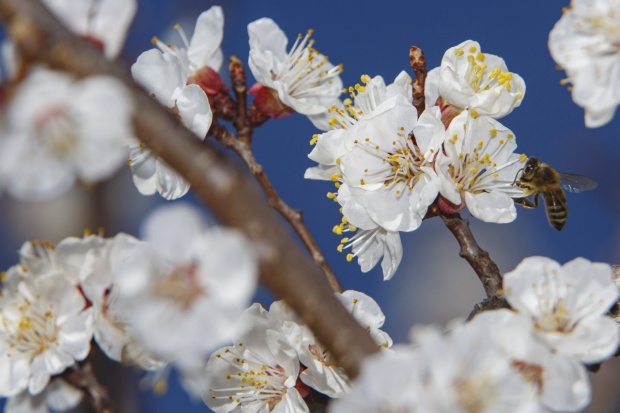 20 марта в Болгарию придет астрономическая весна