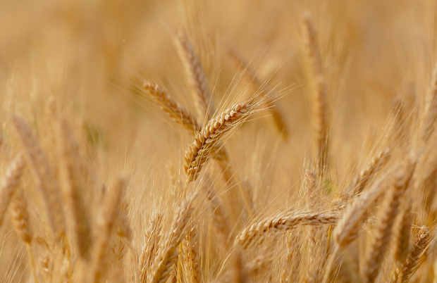 642 тыс. тонн украинского зерна импортированы в Болгарию