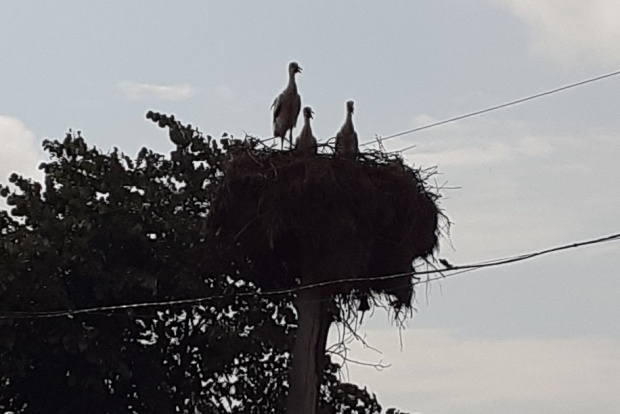Народные приметы и легенды о ласточках и аистах